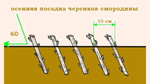 Красная смородина Ненаглядная: описание сорта + фото