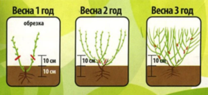 Голубика Нортланд