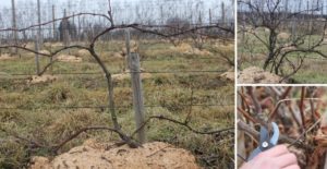 Виноград Зилга: описание сорта, фото, отзывы