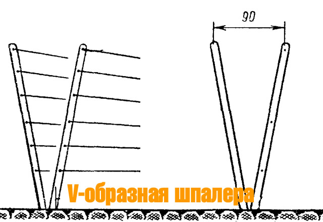 Выращивание ежевики на шпалере