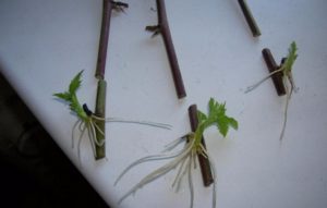 Боярышник сливолистный: описание и фото