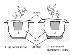 Голубика Норт Блю
