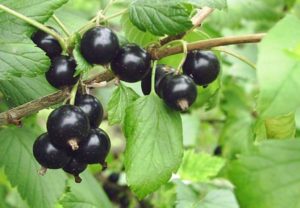 Черная смородина Белорусская сладкая