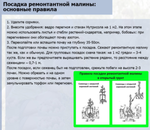 Малина Осенняя красавица: описание и фото