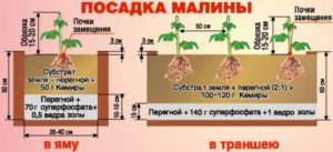 Малина Сенатор