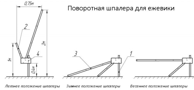 Выращивание ежевики на шпалере