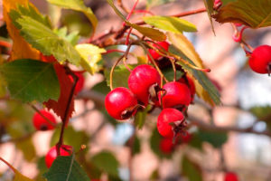 Боярышник: полезные свойства и противопоказания для женщин и мужчин