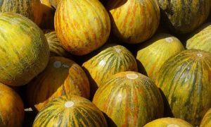 Сорта дынь с фото, названиями и описанием, оранжевые, желтые, самые сладкие, круглые, ранние