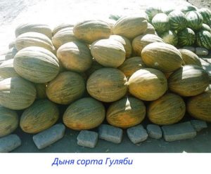 Сорта дынь с фото, названиями и описанием, оранжевые, желтые, самые сладкие, круглые, ранние