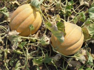 Дыня Эфиопка: отзывы, описание сорта, фото, урожайность, выращивание