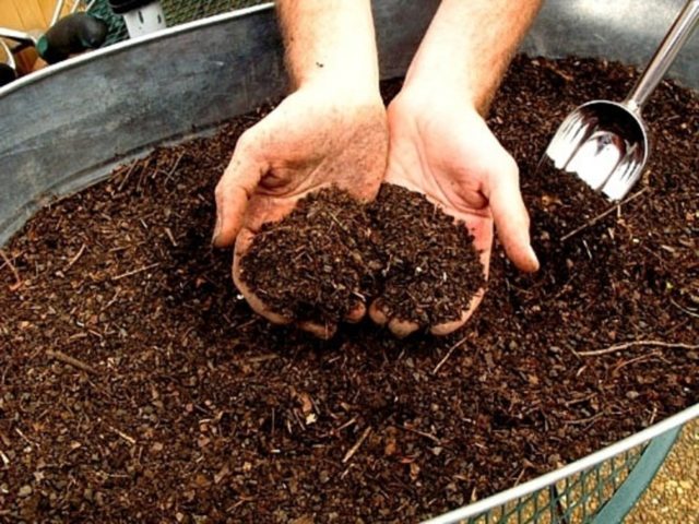 Подкормка смородины весной картофельными очистками