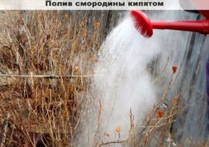 Черная смородина Гулливер