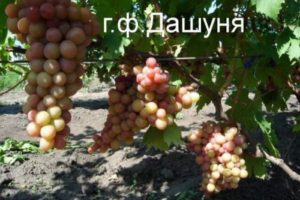 Виноград Дарья, Дашенька, Дашуня: описание сортов, фото