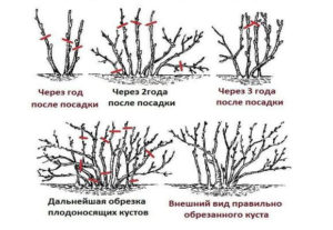 Красная смородина Ненаглядная: описание сорта + фото