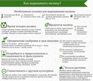 Малина Осенняя красавица: описание и фото