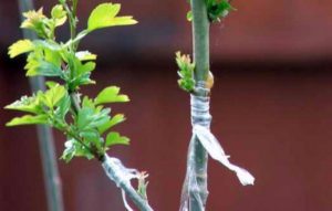 Боярышник сливолистный: описание и фото