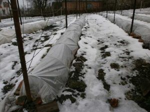 Виноград Дубовский розовый