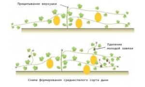 Дыня Торпеда: как выбрать сладкую, спелую, как выращивать