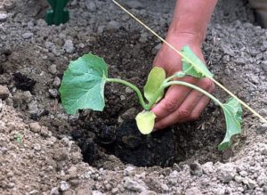 Дыня вьетнамская (молочная): отзывы, фото, урожайность, правила выращивания
