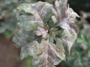 Боярышник сливолистный: описание и фото