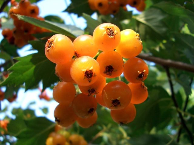 Боярышник колючий (обыкновенный): описание растения, посадка и уход