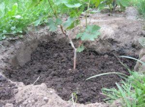 Сорт винограда Саперави