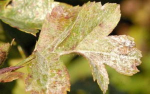 Боярышник сливолистный: описание и фото