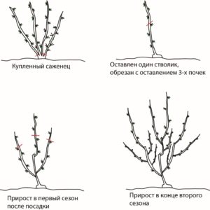 Крыжовник Командор (Владил)
