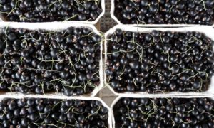 Черная смородина Белорусская сладкая