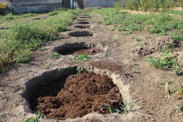 Черничное дерево: выращивание на даче, в саду, особенности размножения