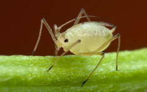 Боярышник сливолистный: описание и фото