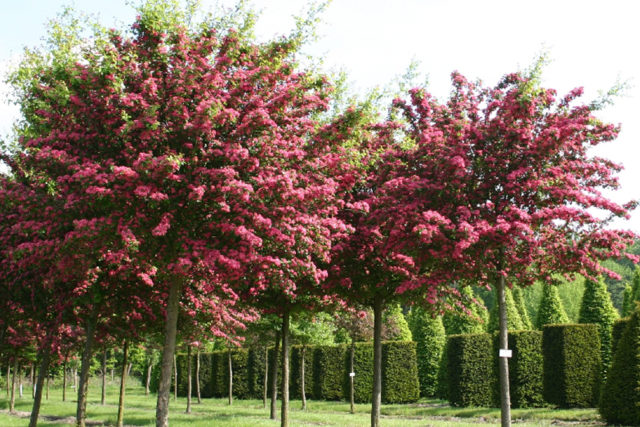 Боярышник колючий (обыкновенный): описание растения, посадка и уход