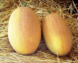 Мускусная (мускатная) дыня канталупа (cantaloupe): фото, описание сортов, отзывы