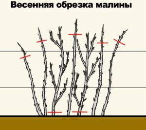 Малина Арбат