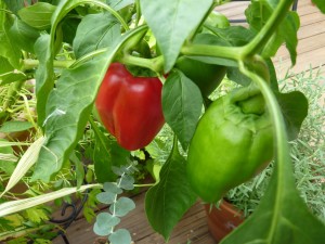 Bell Pepper Red Beauty3_19AUG12