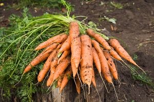 Как показывает практика, овощи с налипшими комками земли хранятся лучше