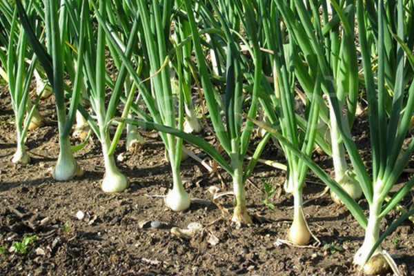 MLC1g22N.inettools.net.resize.image