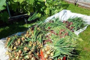 PlHuhLCU.inettools.net.resize.image