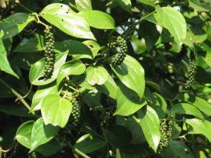 black-pepper2