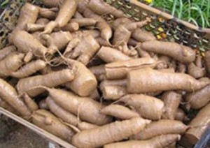 Иногда корнеплоды опускают в жидкую глину, а затем укладывают в вентилируемые ящики. Так они сохраняются намного лучше