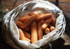 Если морковь хранится в плотно закупоривающихся мешках, то в них нужно сделать отверстия для вентиляции 