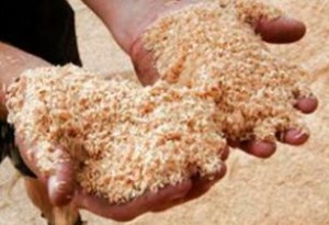 Урожай лучше хранится в опилках, влажность которых не превышает 20%
