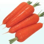 carrot