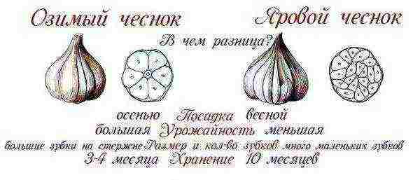 Отличия ярового и озимого чеснока