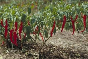 chilli