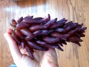 Сорт винограда Ведьмины пальцы