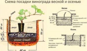 Виноград Тукай: описание сорта, фото, отзывы