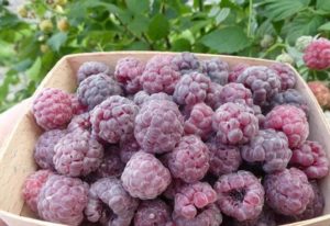 Малина Глен Кое