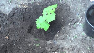 Виноград Загадка Шарова