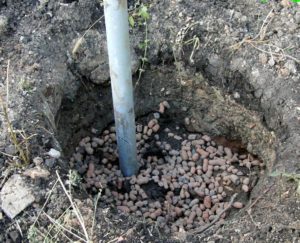 Виноград Загадка Шарова
